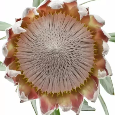 Protea CYNAROIDES 35cm