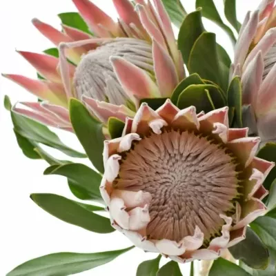Protea CYNAROIDES 35cm