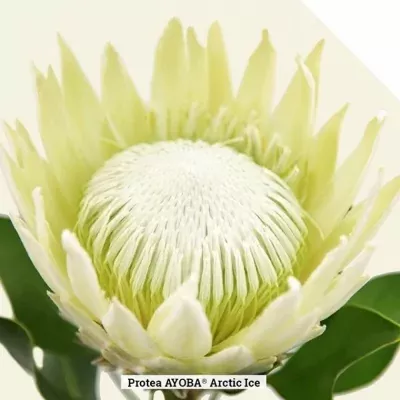 Protea CYNAROIDES AYOBA ARCTIC ICE 30cm