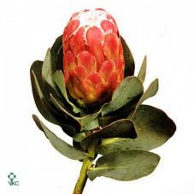 Protea GRANDICEPS 50cm