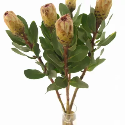 Protea GRANDICOLOR 30cm
