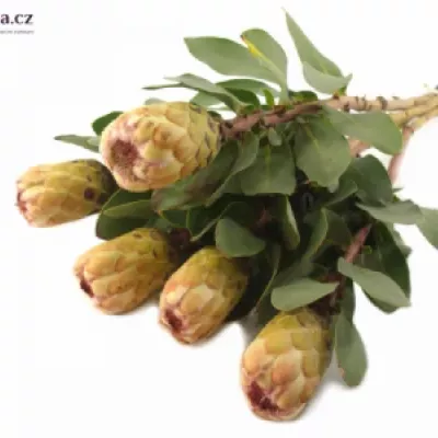 Protea GRANDICOLOR 30cm