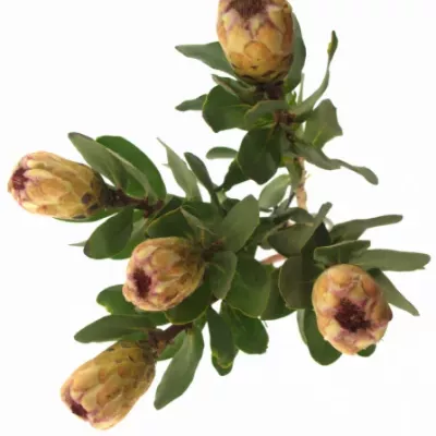 Protea GRANDICOLOR 30cm