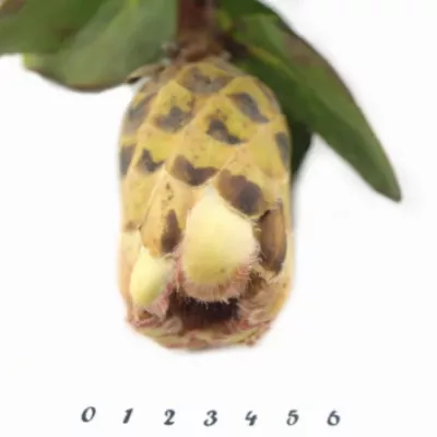 Protea GRANDICOLOR 30cm