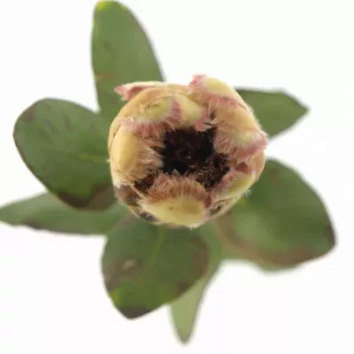 Protea GRANDICOLOR 30cm
