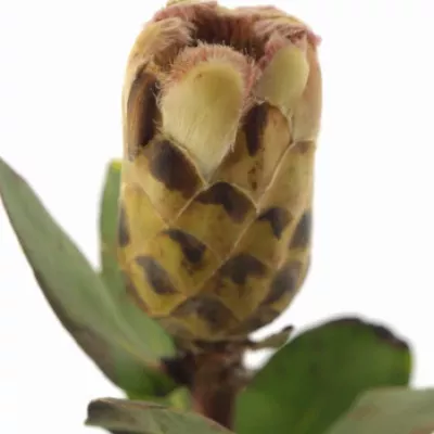 Protea GRANDICOLOR 30cm