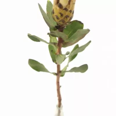 Protea GRANDICOLOR 30cm