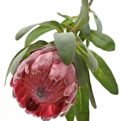 PROTEA LANCELOT 35cm