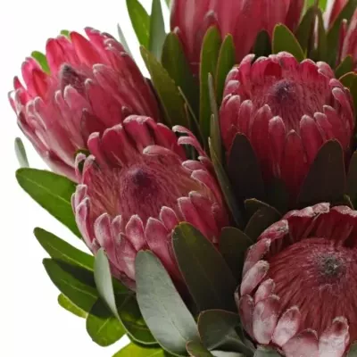 PROTEA LANCELOT 35cm