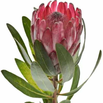 Protea LANCELOT 35cm