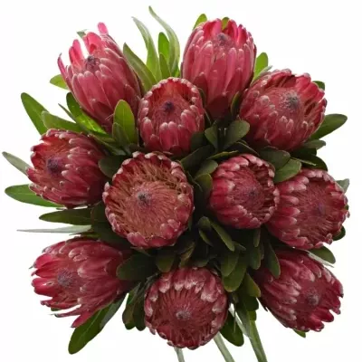 PROTEA LANCELOT 35cm