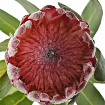 PROTEA LANCELOT 35cm