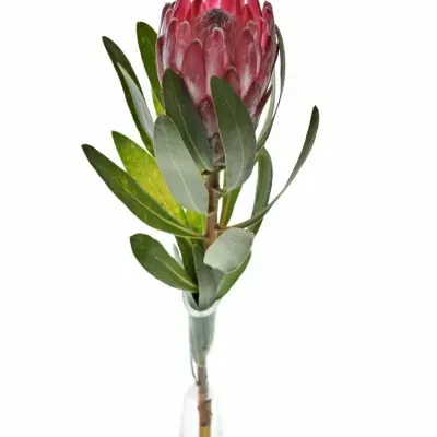 PROTEA LANCELOT 35cm