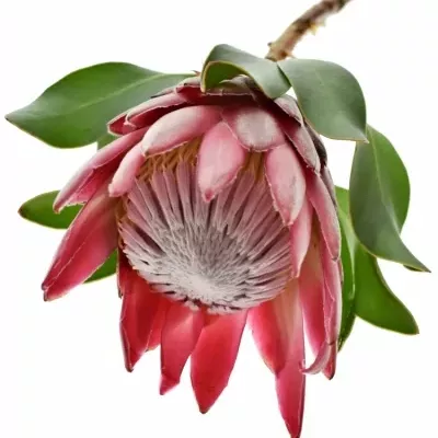 Protea MADIBA 40cm