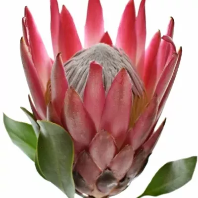 Protea MADIBA 40cm