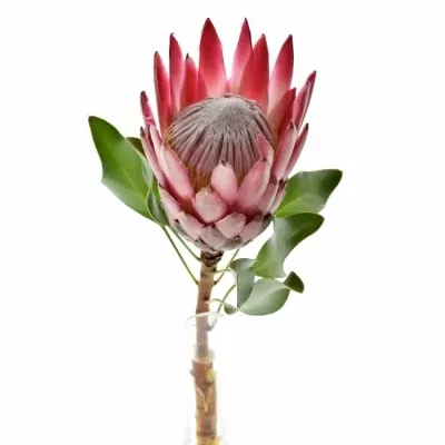 Protea MADIBA 40cm