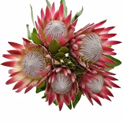 Protea MADIBA 40cm