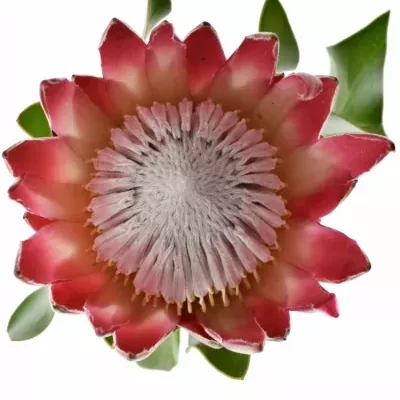 Protea MADIBA 40cm