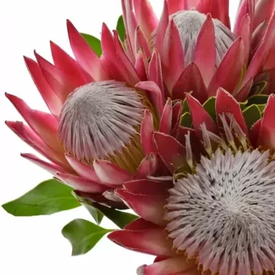Protea MADIBA 40cm
