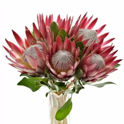 Protea MADIBA 40cm