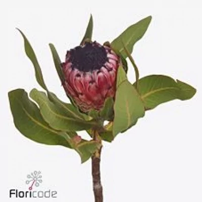 Protea MAGNIFICA EARLY MOUNTAIN QUEEN 40cm