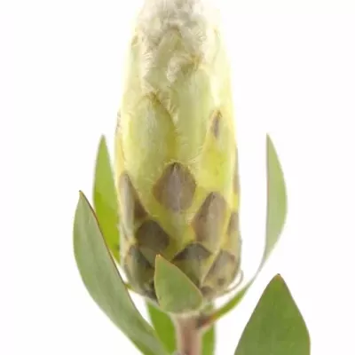 PROTEA MUNDI