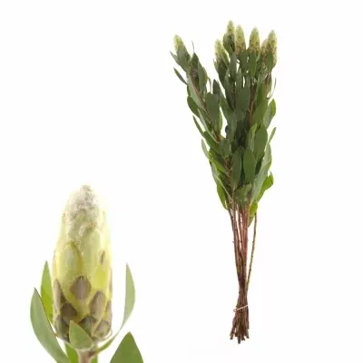Protea MUNDI 60cm