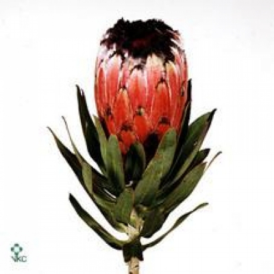 Protea NERIIFOLIA 50cm