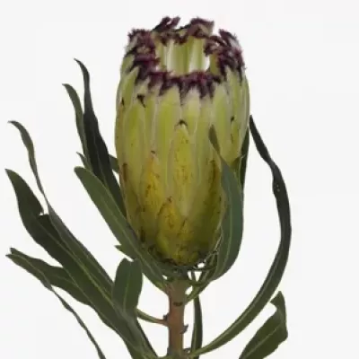 Protea NERIIFOLIA LIMELIGHT 50cm