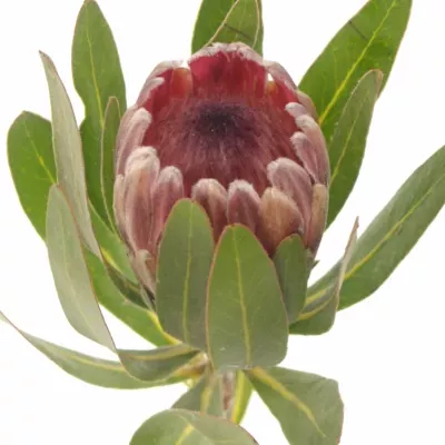 Protea PINK ICE 40cm