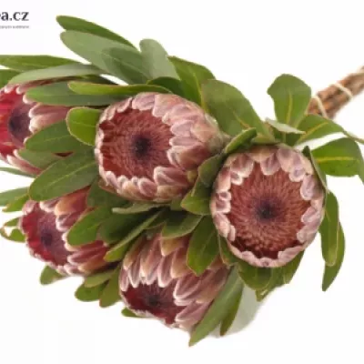 Protea PINK ICE 40cm