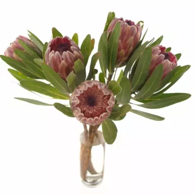 Protea PINK ICE 40cm