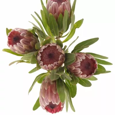 Protea PINK ICE 40cm
