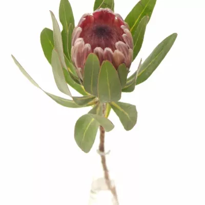 Protea PINK ICE 40cm