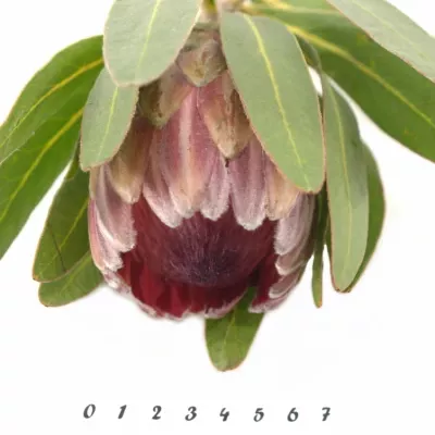 Protea PINK ICE 40cm