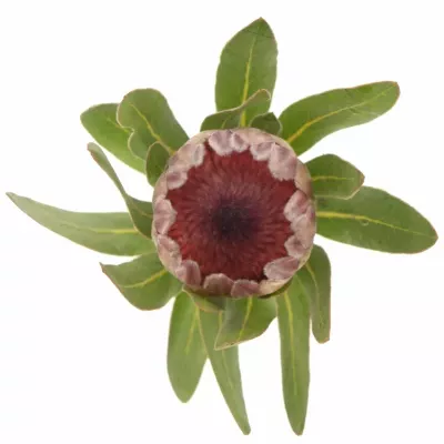 Protea PINK ICE 40cm