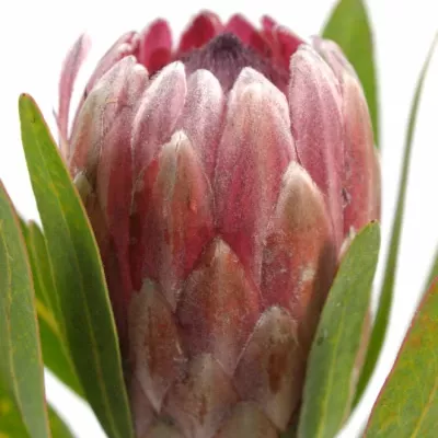 Protea PINK ICE 40cm