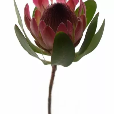 Protea SYLVIA 