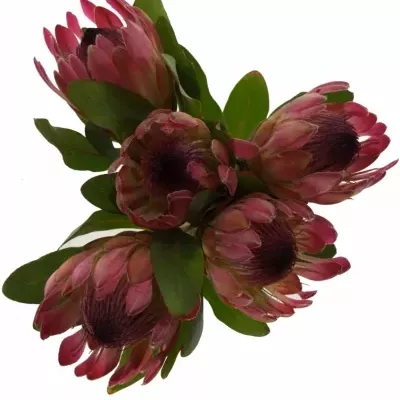 Protea SYLVIA 
