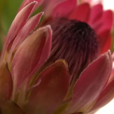 Protea SYLVIA 