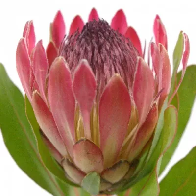 Protea SYLVIA 50cm