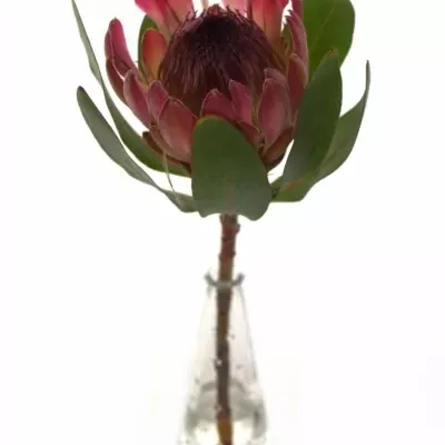 Protea SYLVIA 
