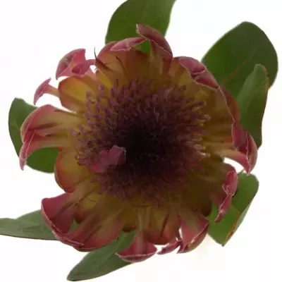 Protea SYLVIA 
