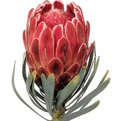 Protea VENUS 40cm