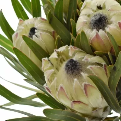 Protea WHITE NIGHT