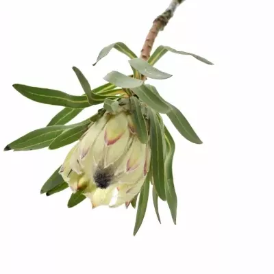 Protea WHITE NIGHT