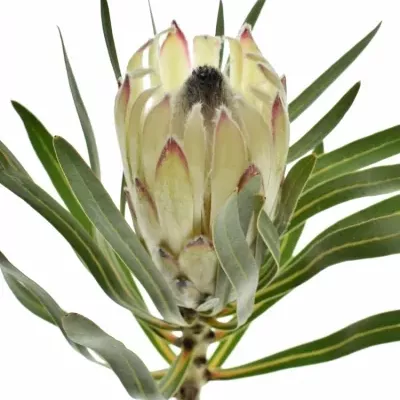 Protea WHITE NIGHT 70cm