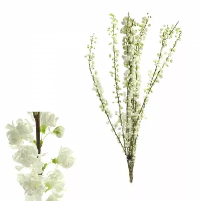 PRUNUS LAUROCERASUS WHITE 60cm