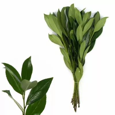 PRUNUS LAUROCERASUS 40cm