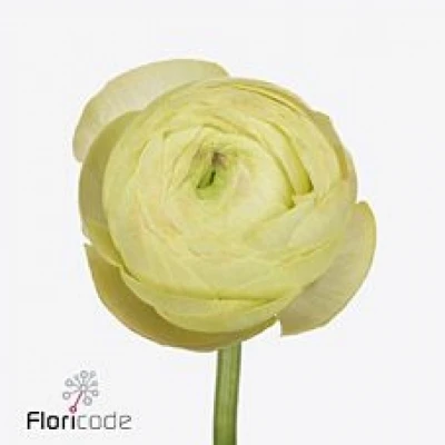 Pryskyřník ASIATICUS AAZUR CHAMPAGNE 42cm/28g